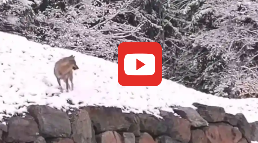 Les loups à nos portes - Actus & Evènements Megève