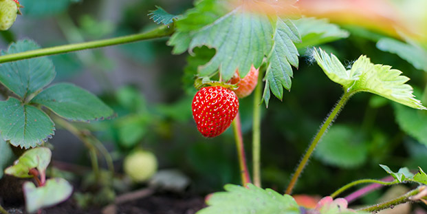 Tout pour réussir la plantation de vos fraisiers - Nos conseils logement dans le Sud de la France
