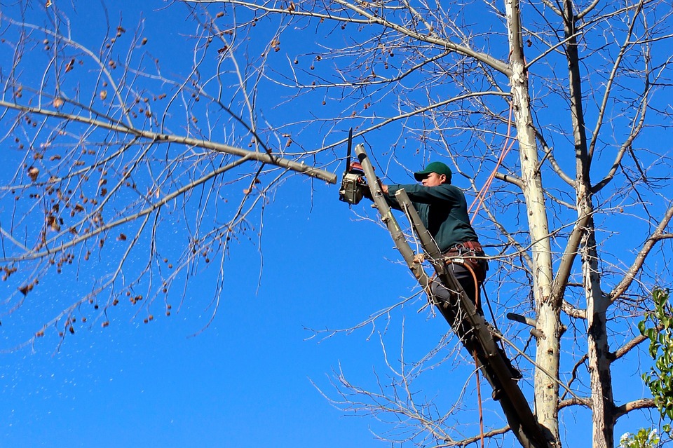 Peut-on couper les branches de l'arbre du voisin qui dépassent chez nous ? - Les Dernières Actualités Immobilières en Haute-Savoie - Réso Immobilier