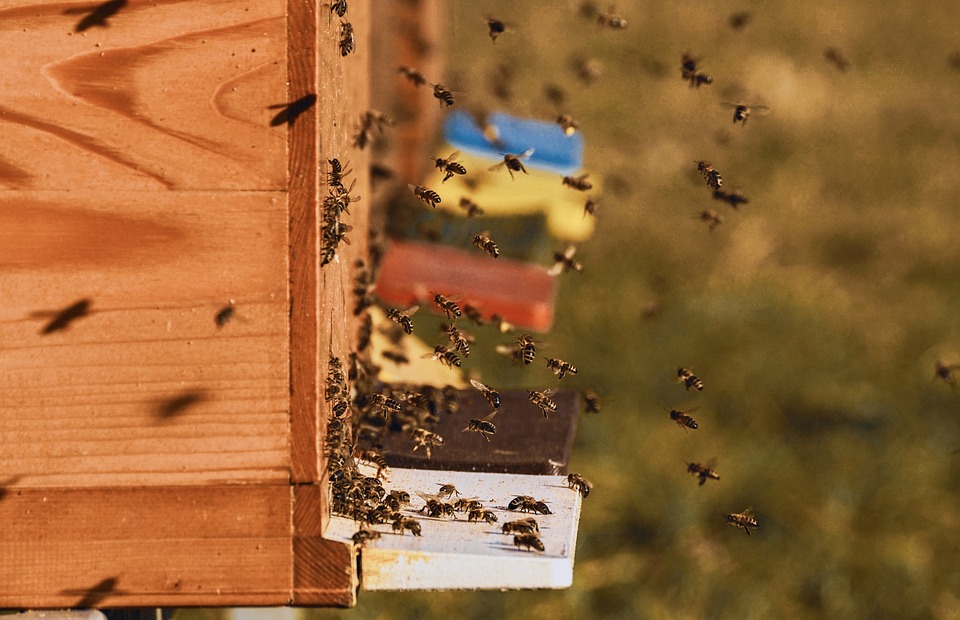 Est-il possible d'avoir des ruches dans son jardin ? - Les Dernières Actualités Immobilières en Haute-Savoie - Réso Immobilier